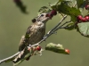 grosbeak-02
