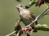 Rose Breasted Grosbeak 03