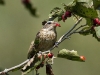 grosbeak-04
