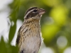Rose Breasted Grosbeak 05