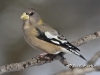 Evening Grosbeak 05