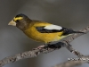 Evening Grosbeak 06