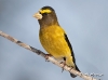 Evening Grosbeak 07