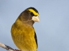 Evening Grosbeak 08
