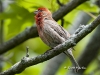 House Finch 01