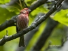 House Finch 02