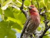 House Finch 03