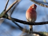 house-finch-04