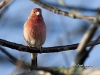 House Finch 05