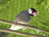 Java Sparrow 01