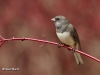 Dark Eyed Junco 05