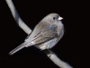 Dark Eyed Junco 01