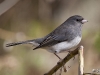 Dark Eyed Junco 02