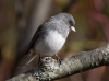 Dark Eyed Junco 03