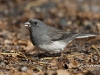 Dark Eyed Junco 04