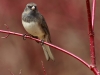 Dark Eyed Junco 06