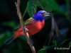 Painted Bunting 01