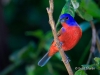 Painted Bunting 02
