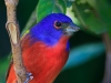 Painted Bunting 03
