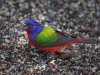 Painted Bunting 04