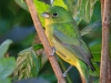 Painted Bunting 05