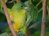 Painted Bunting 06