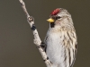 Common Redpoll 01