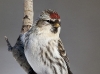 Common Redpoll 02