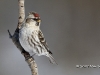 Common Redpoll 03