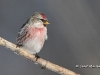 Common Redpoll 04