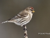Common Redpoll 05