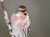 Common Redpoll 06