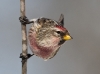 Common Redpoll 07