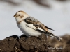 Snow Bunting 01