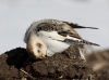 Snow Bunting 02