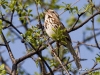 song-sparrow-01