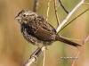 Song Sparrow 02