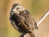 Song Sparrow 03