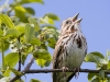 Song Sparrow 04