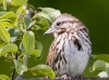 Song Sparrow 05
