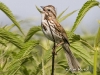 Song Sparrow 06