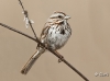 Song Sparrow 07