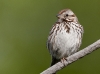 Song Sparrow 08