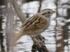 Swamp Sparrow 01