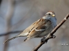Tree Sparrow 01