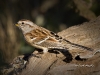Tree Sparrow 02