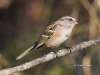 Tree Sparrow 03