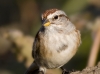 Tree Sparrow 04