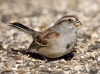 Tree Sparrow 05