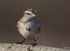 Tree Sparrow 06